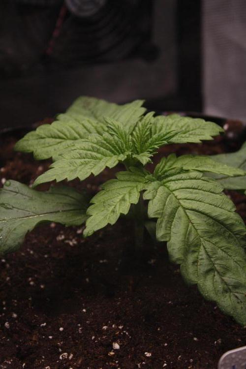 Sweetopia - Paradise Seeds. Week 3 - Day 15