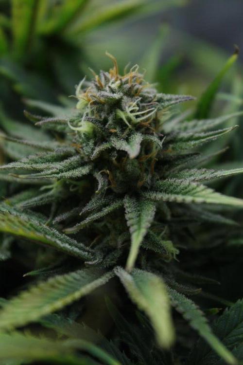 Durga Mata II CBD - 1:1 - Paradise Seeds. Week 13 - Day 90