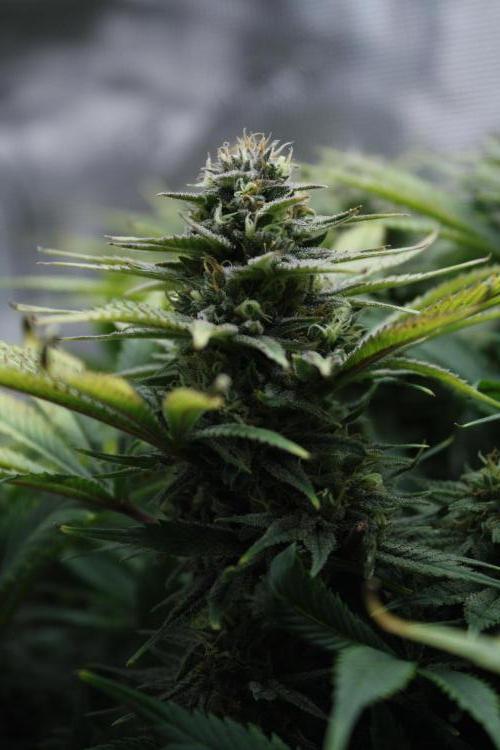 Durga Mata II CBD - 1:1 - Paradise Seeds. Week 13 - Day 90