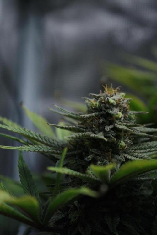 Durga Mata II CBD - 1:1 - Paradise Seeds. Week 14 - Day 97