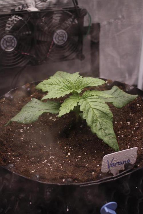 Sweetopia - Paradise Seeds. Week 3 - Day 15