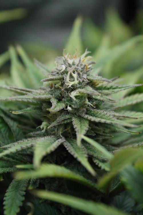 Durga Mata II CBD - 1:1 - Paradise Seeds. Week 13 - Day 90