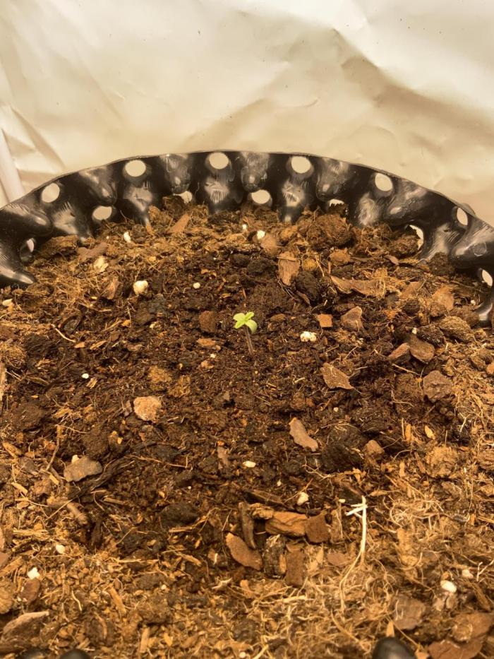 2. Run of RS11 I Indoor I LST I 2x2 Tent. Week 0 - Day 1