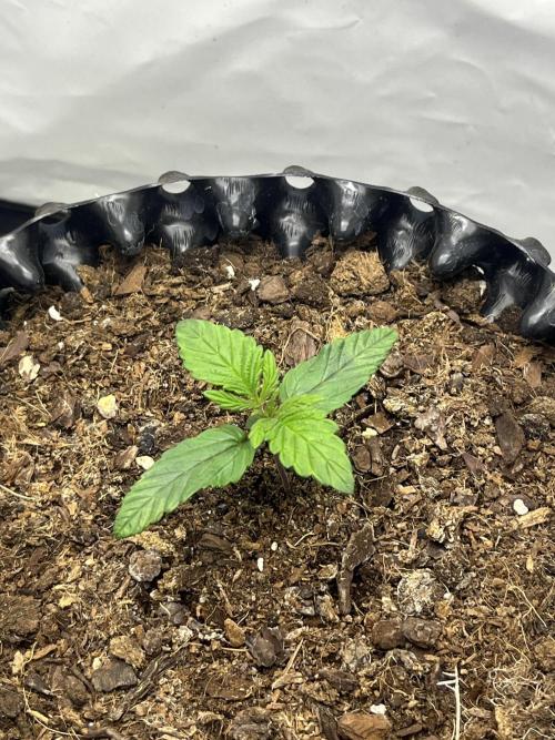 2. Run of RS11 I Indoor I LST I 2x2 Tent. Week 1 - Day 12