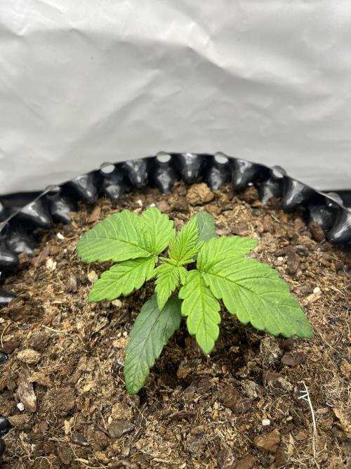 2. Run of RS11 I Indoor I LST I 2x2 Tent. Week 1 - Day 14