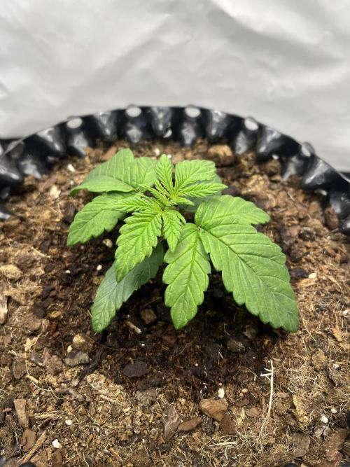 2. Run of RS11 I Indoor I LST I 2x2 Tent. Week 2 - Day 15