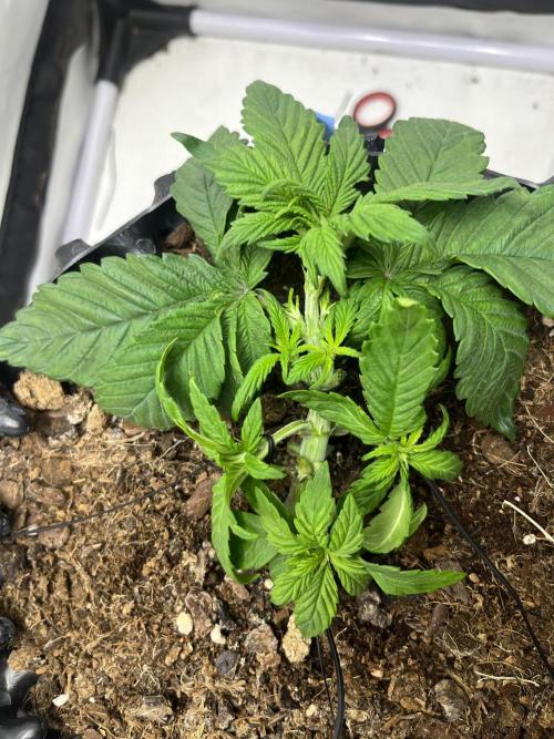 2. Run of RS11 I Indoor I LST I 2x2 Tent. Week 3 - Day 23