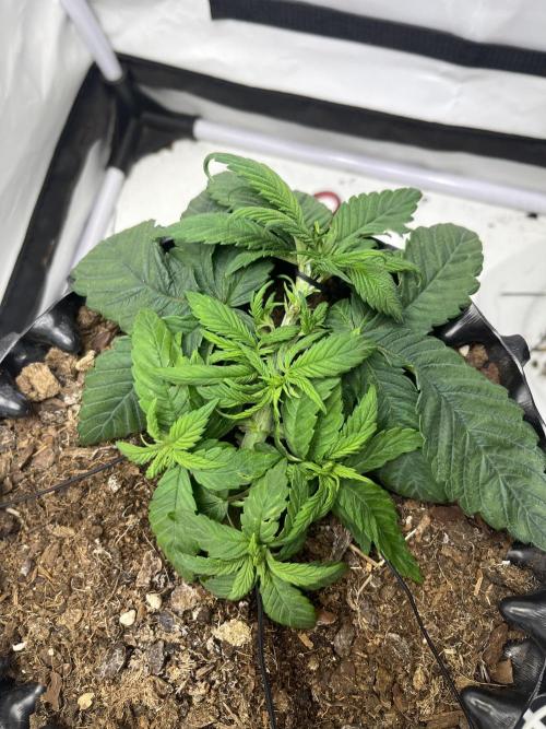 2. Run of RS11 I Indoor I LST I 2x2 Tent. Week 3 - Day 26