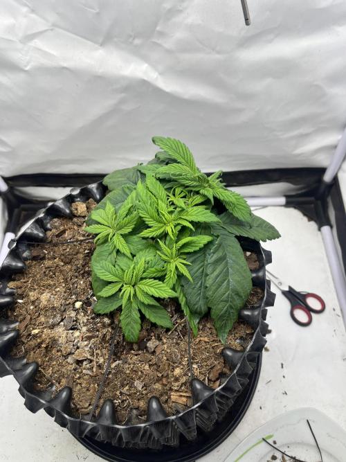 2. Run of RS11 I Indoor I LST I 2x2 Tent. Week 3 - Day 28