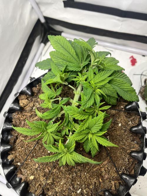 2. Run of RS11 I Indoor I LST I 2x2 Tent. Week 4 - Day 31