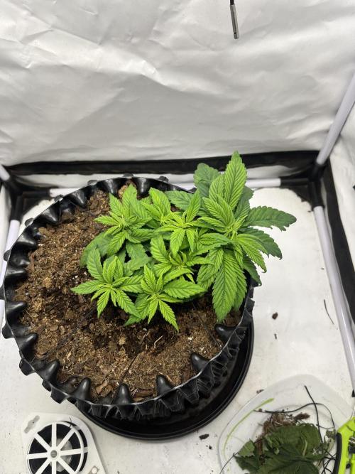 2. Run of RS11 I Indoor I LST I 2x2 Tent. Week 4 - Day 30