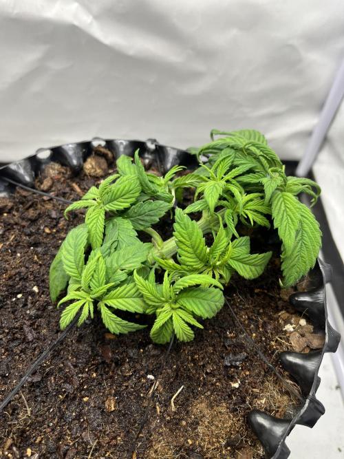 2. Run of RS11 I Indoor I LST I 2x2 Tent. Week 4 - Day 29