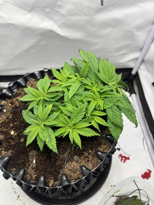 2. Run of RS11 I Indoor I LST I 2x2 Tent. Week 4 - Day 32