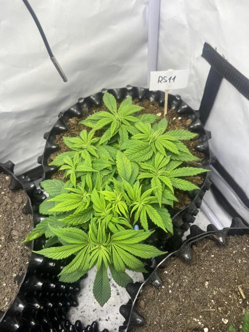 2. Run of RS11 I Indoor I LST I 2x2 Tent. Week 5 - Day 37
