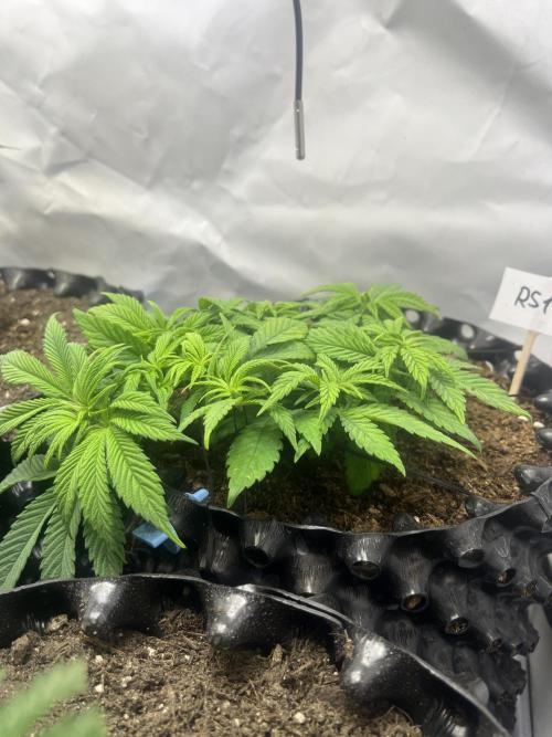 2. Run of RS11 I Indoor I LST I 2x2 Tent. Week 5 - Day 37