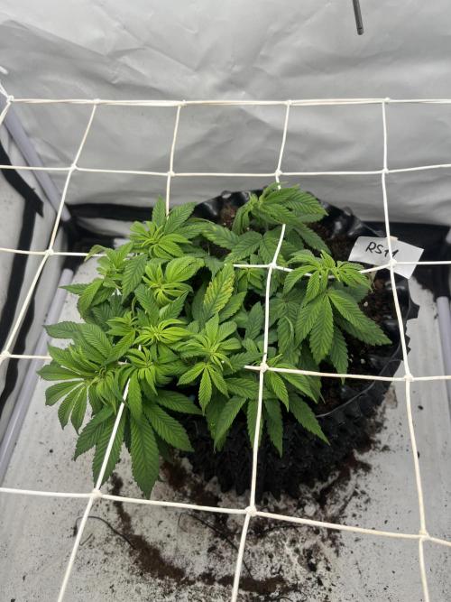 2. Run of RS11 I Indoor I LST I 2x2 Tent. Week 6 - Day 43