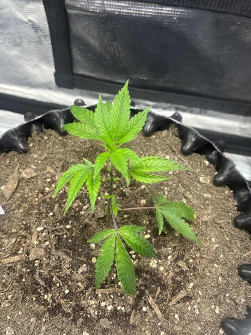 Clones Run I Gogurtz, LSD,(GSC) I Indoor. Week 1 - Day 7 - Gogurtz