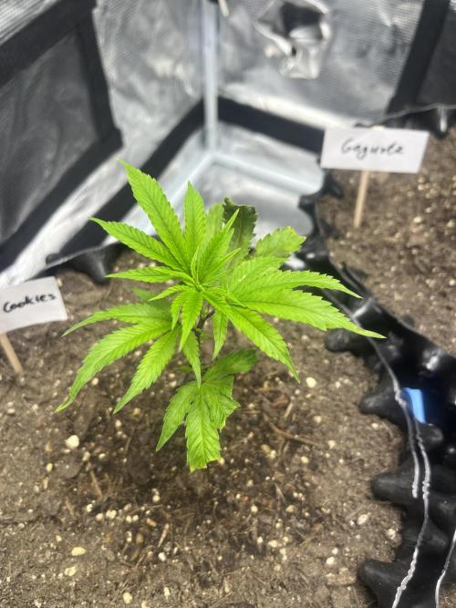 Clones Run I Gogurtz, LSD,(GSC) I Indoor. Week 1 - Day 7 - GSC
