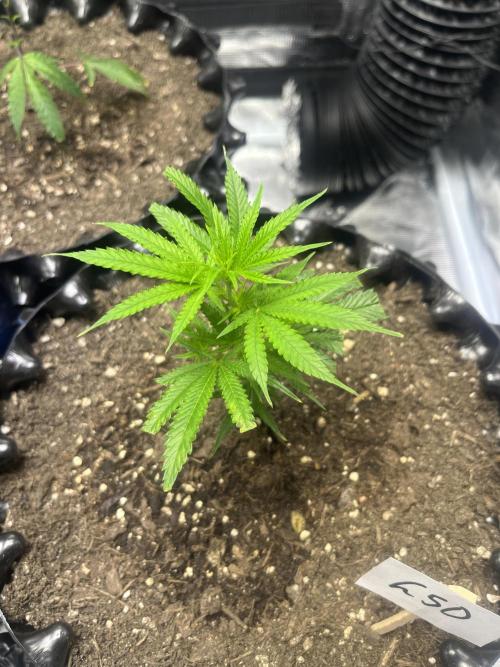 Clones Run I Gogurtz, LSD,(GSC) I Indoor. Week 1 - Day 7 - LSD 