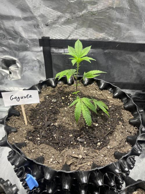 Clones Run I Gogurtz, LSD,(GSC) I Indoor. Week 2 - Day 9 - Gogurtz