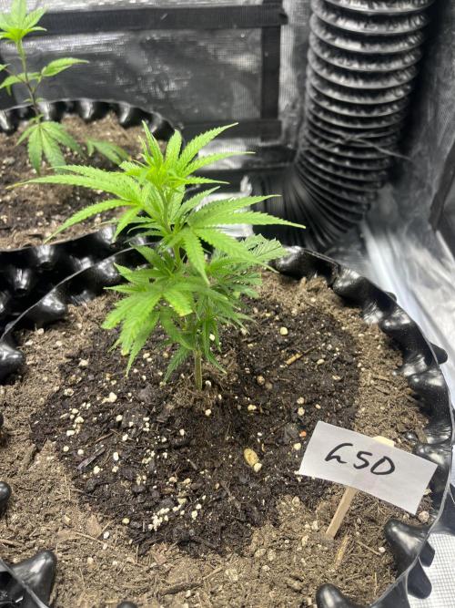Clones Run I Gogurtz, LSD,(GSC) I Indoor. Week 2 - Day 9 - LSD
