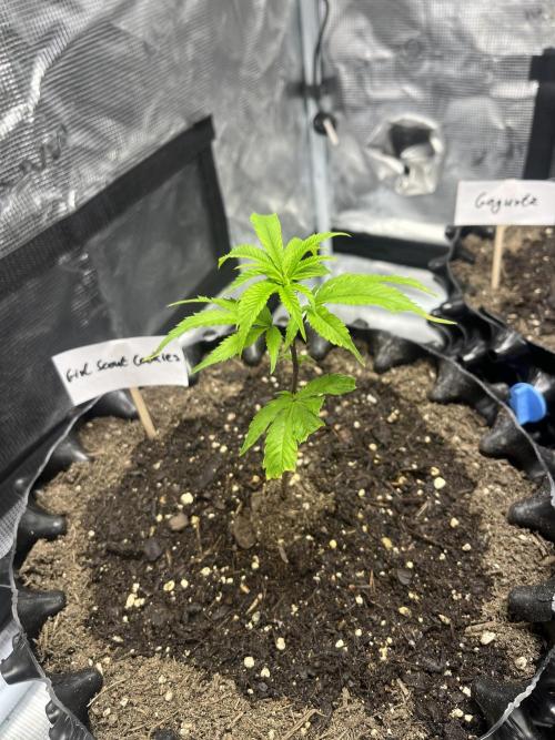 Clones Run I Gogurtz, LSD,(GSC) I Indoor. Week 2 - Day 9 - GSC