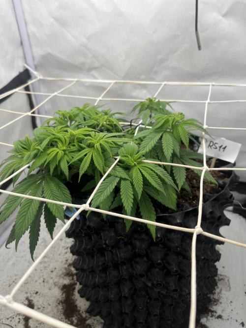 2. Run of RS11 I Indoor I LST I 2x2 Tent. Week 6