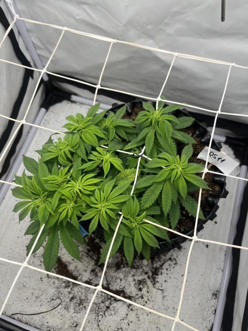 2. Run of RS11 I Indoor I LST I 2x2 Tent. Week 6