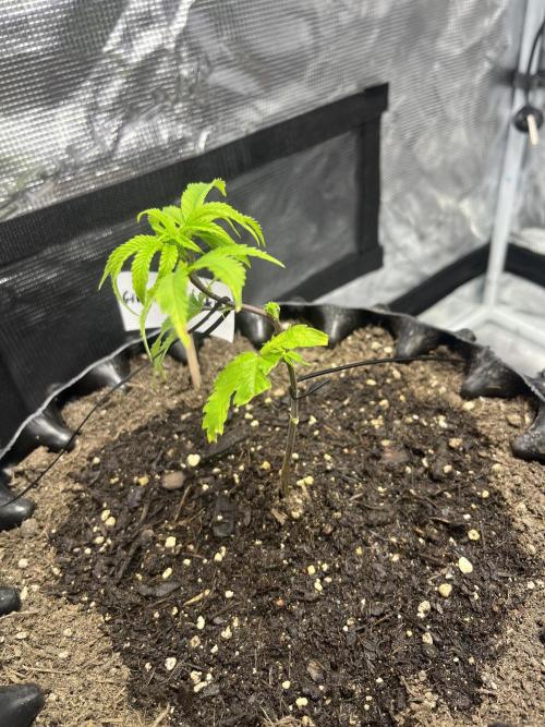Clones Run I Gogurtz, LSD,(GSC) I Indoor. Week 2 - Day 11 - GSC