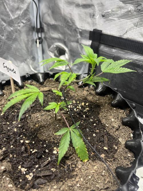 Clones Run I Gogurtz, LSD,(GSC) I Indoor. Week 2 - Day 11 - Gogurtz