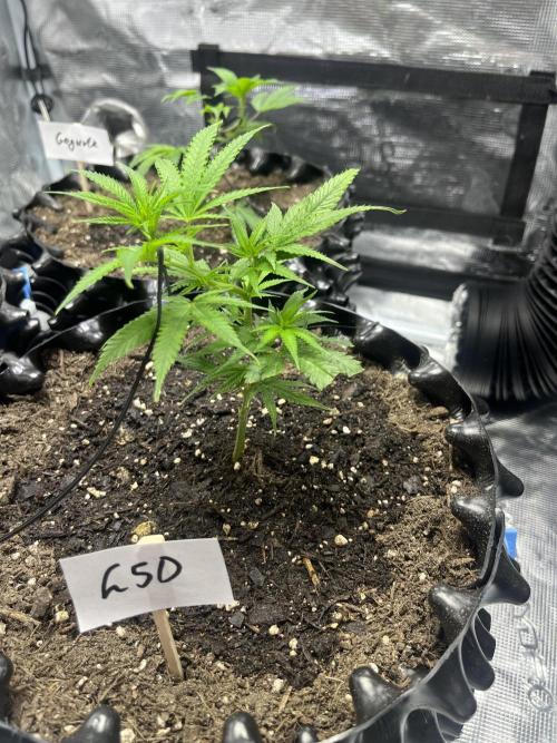 Clones Run I Gogurtz, LSD,(GSC) I Indoor. Week 2 - Day 11 - LSD