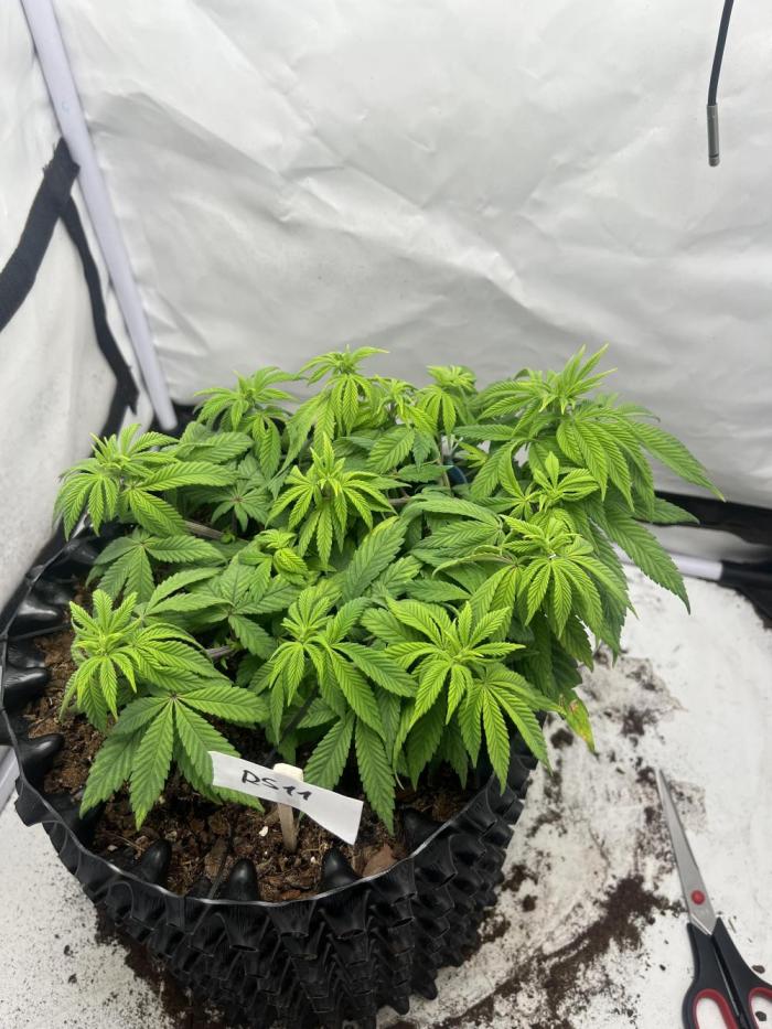 2. Run of RS11 I Indoor I LST I 2x2 Tent. Week 7 - Day 50