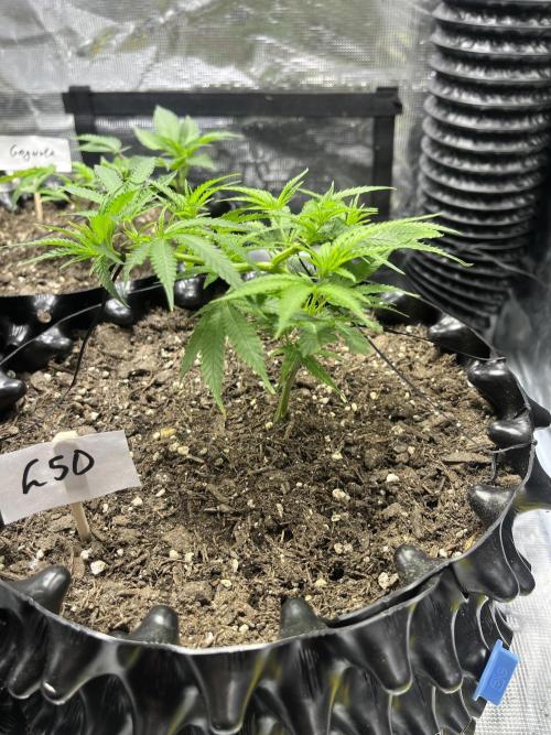 Clones Run I Gogurtz, LSD,(GSC) I Indoor. Week 3 - Day 15 - LSD
