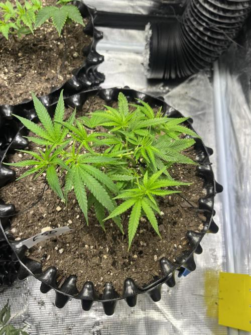 Clones Run I Gogurtz, LSD,(GSC) I Indoor. Week 3 - Day 15 - LSD