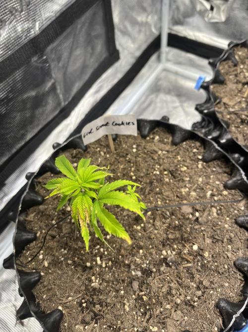 Clones Run I Gogurtz, LSD,(GSC) I Indoor. Week 3 - Day 15 - GSC :(