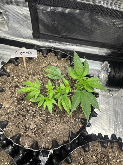 Clones Run I Gogurtz, LSD,(GSC) I Indoor. Week 3 - Day 15 - Gogurtz