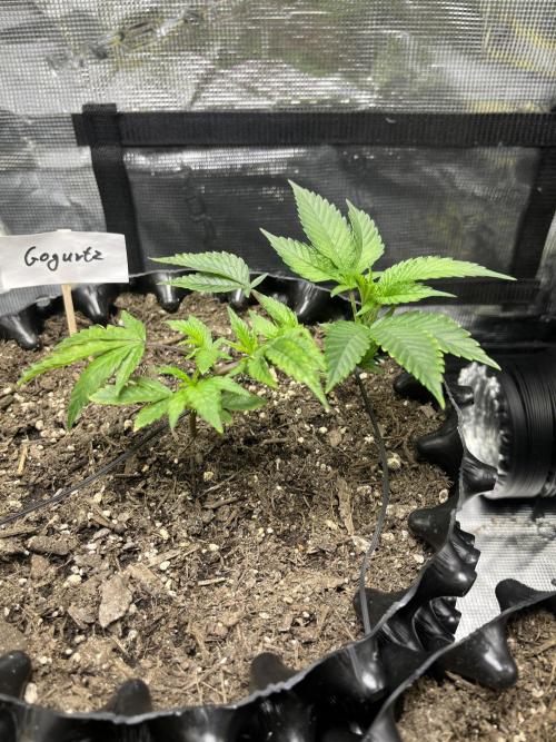 Clones Run I Gogurtz, LSD,(GSC) I Indoor. Week 3 - Day 15 - Gogurtz