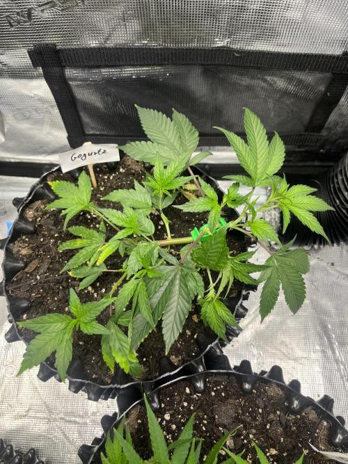 Clones Run I Gogurtz, LSD,(GSC) I Indoor. Week 4 - Day 22 - Gogurtz