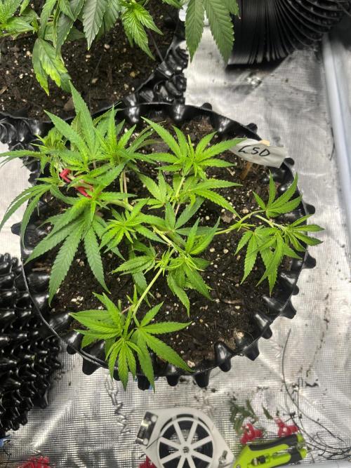 Clones Run I Gogurtz, LSD,(GSC) I Indoor. Week 4 - Day 22 - LSD