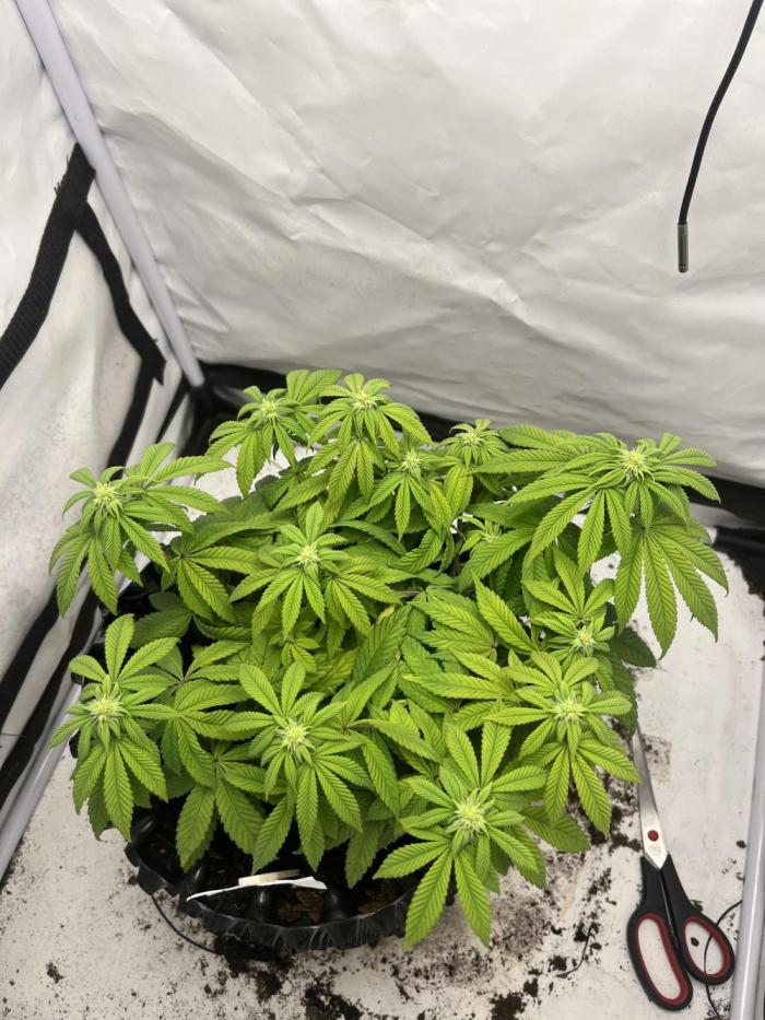 2. Run of RS11 I Indoor I LST I 2x2 Tent. Week 8 - Day 58