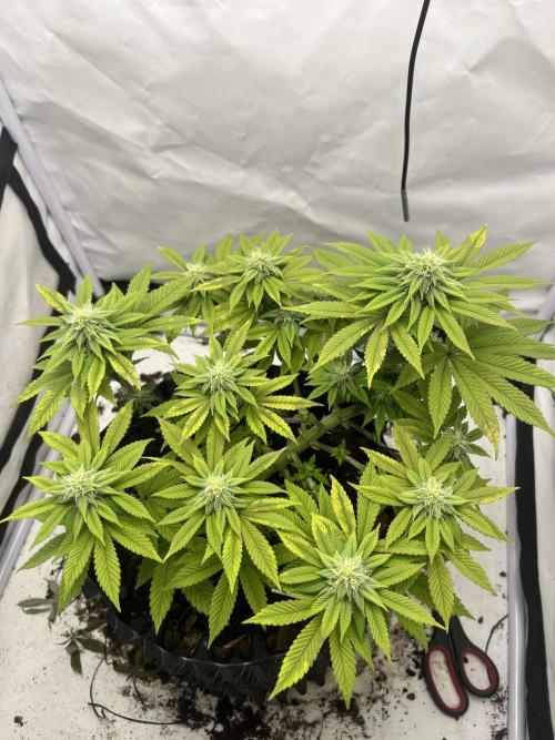 2. Run of RS11 I Indoor I LST I 2x2 Tent. Week 9 - Day 65
