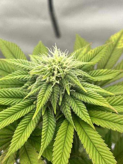 2. Run of RS11 I Indoor I LST I 2x2 Tent. Week 9 - Day 65