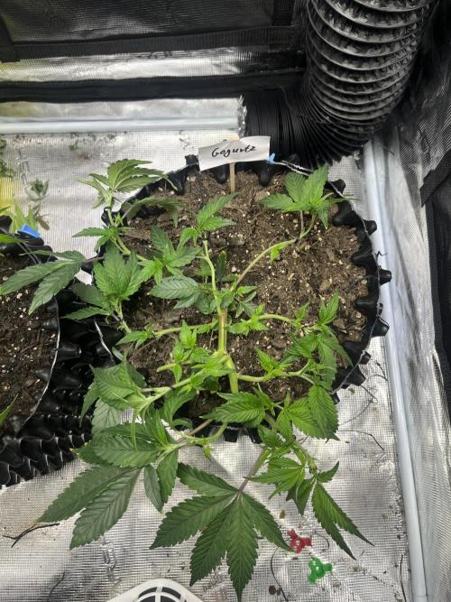 Clones Run I Gogurtz, LSD,(GSC) I Indoor. Week 5 - Day 29 - Gogurtz