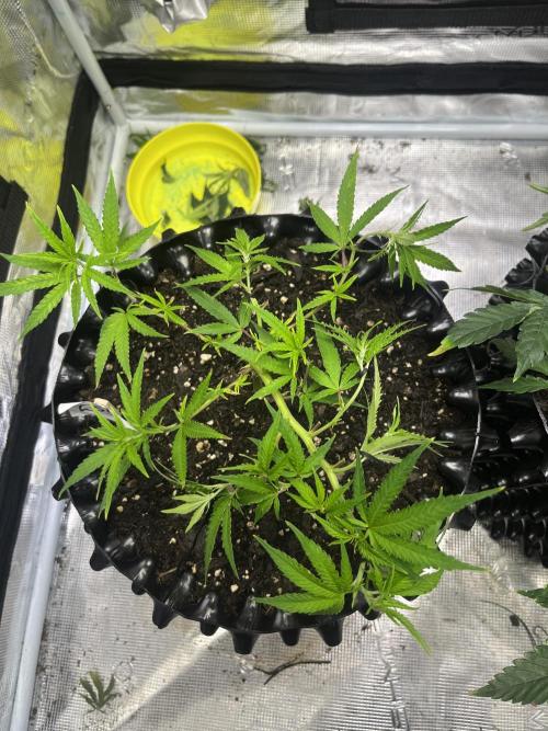 Clones Run I Gogurtz, LSD,(GSC) I Indoor. Week 5 - Day 29 - LSD
