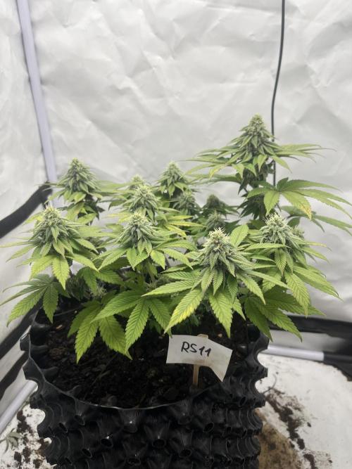 2. Run of RS11 I Indoor I LST I 2x2 Tent. Week 10 - Day 72