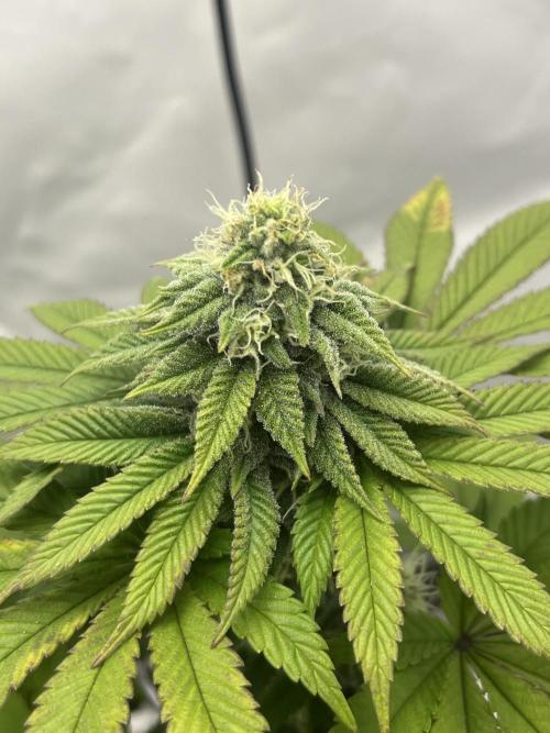 2. Run of RS11 I Indoor I LST I 2x2 Tent. Week 10 - Day 72
