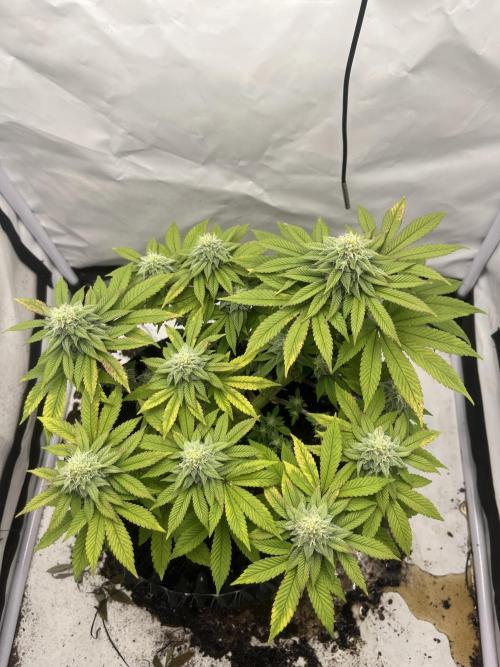 2. Run of RS11 I Indoor I LST I 2x2 Tent. Week 10 - Day 72