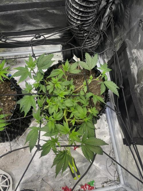 Clones Run I Gogurtz, LSD,(GSC) I Indoor. Week 6 - Day 37 - Gogurtz