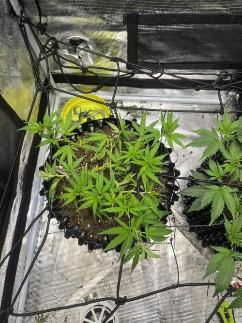 Clones Run I Gogurtz, LSD,(GSC) I Indoor. Week 6 - Day 38 - LSD