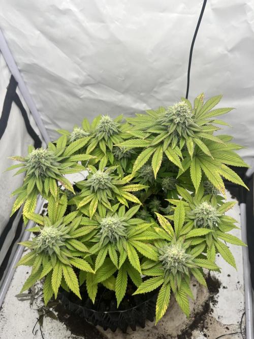 2. Run of RS11 I Indoor I LST I 2x2 Tent. Week 11 - Day 77